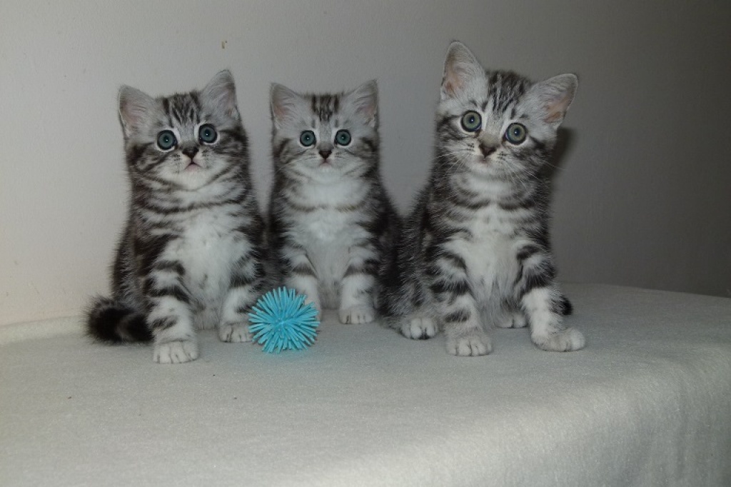 Bkh-whiskas-kitten - Katzen - Wuppertal