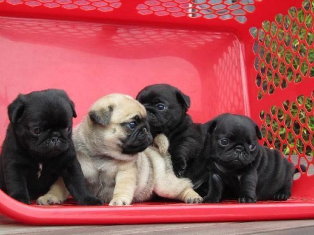 Mops Welpen 10 Wochen alt entwurmt, geimpft, gechipt und haben EU- Pas - Hunde - Erfurt