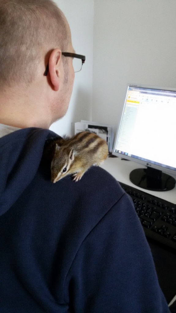 Streifi  Molly  sucht ein neues Zuhause - Nagetiere - Münster