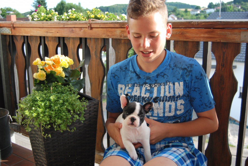 Welpen französische Bulldogge - Hunde - Ohmbach