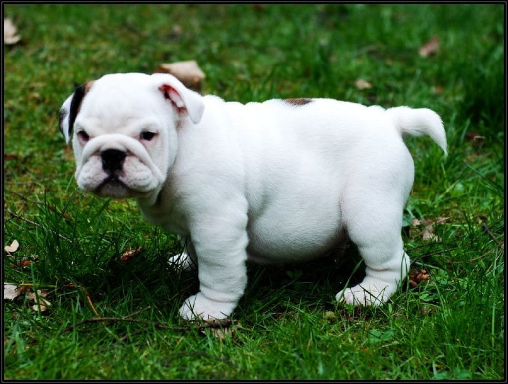 Englische-Bulldogge-Welpen in besonderen Farben - Hunde - Magdeburg