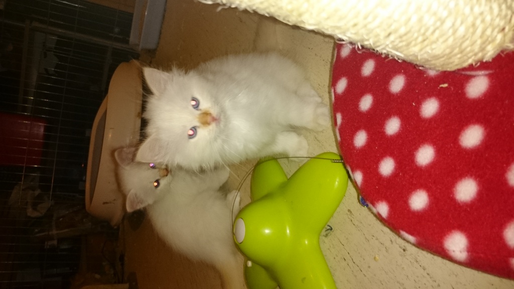 Noch 2 Heilige Birma Kitten (creme-point, männlich) suchen ihre eigenen Dosenöff - Katzen - Wertheim