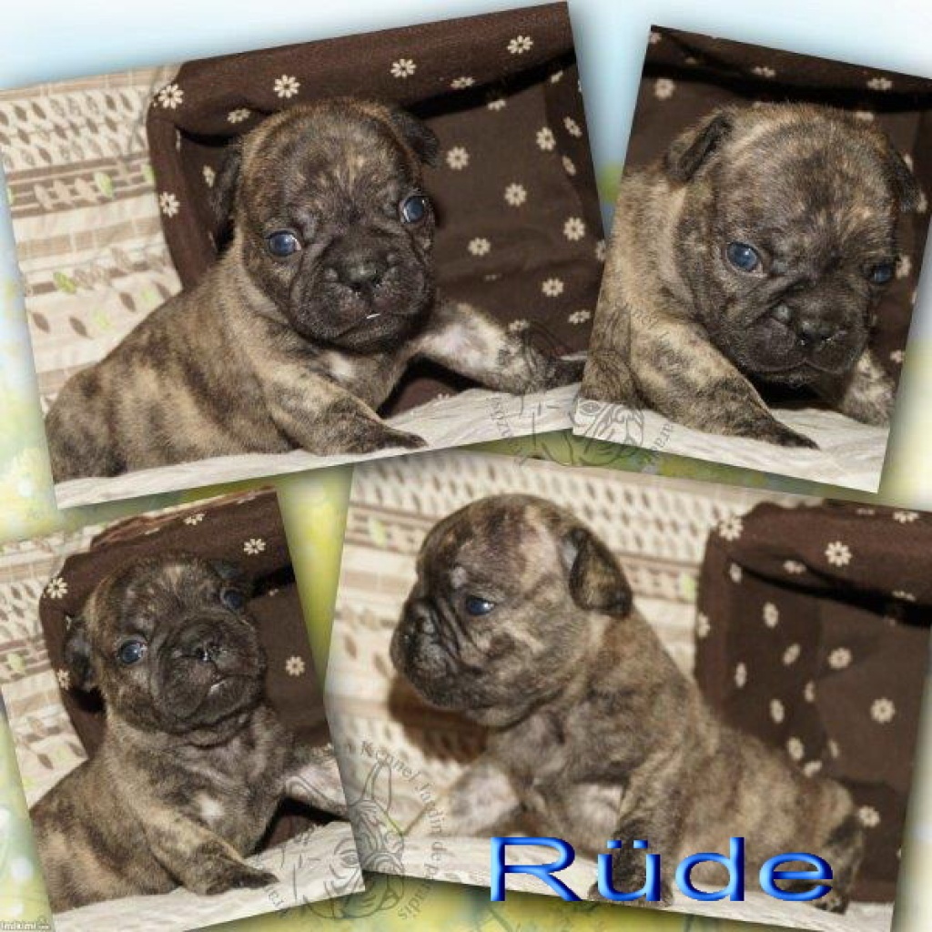 Französische Bulldoggen Welpen mit Ahnentafel -deutsche Zucht- - Hunde - Frankfurt am Main