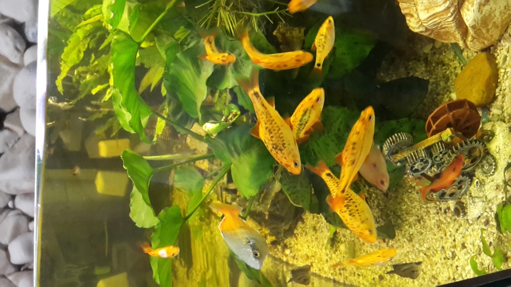 Fische Kleinanzeigen Fische Annoncen Fische Inserate Fische