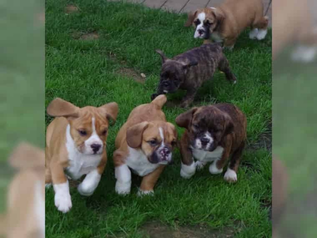 Gesunde agile Old Englische Bulldoggen Welpen - Hunde - 01773 Altenberg