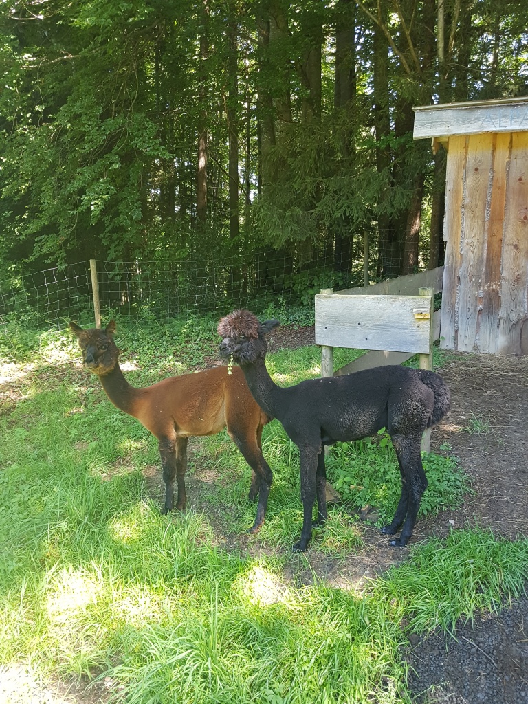 Alpakajunghengste abzugeben !!! - Nutztiere - Sindelsdorf