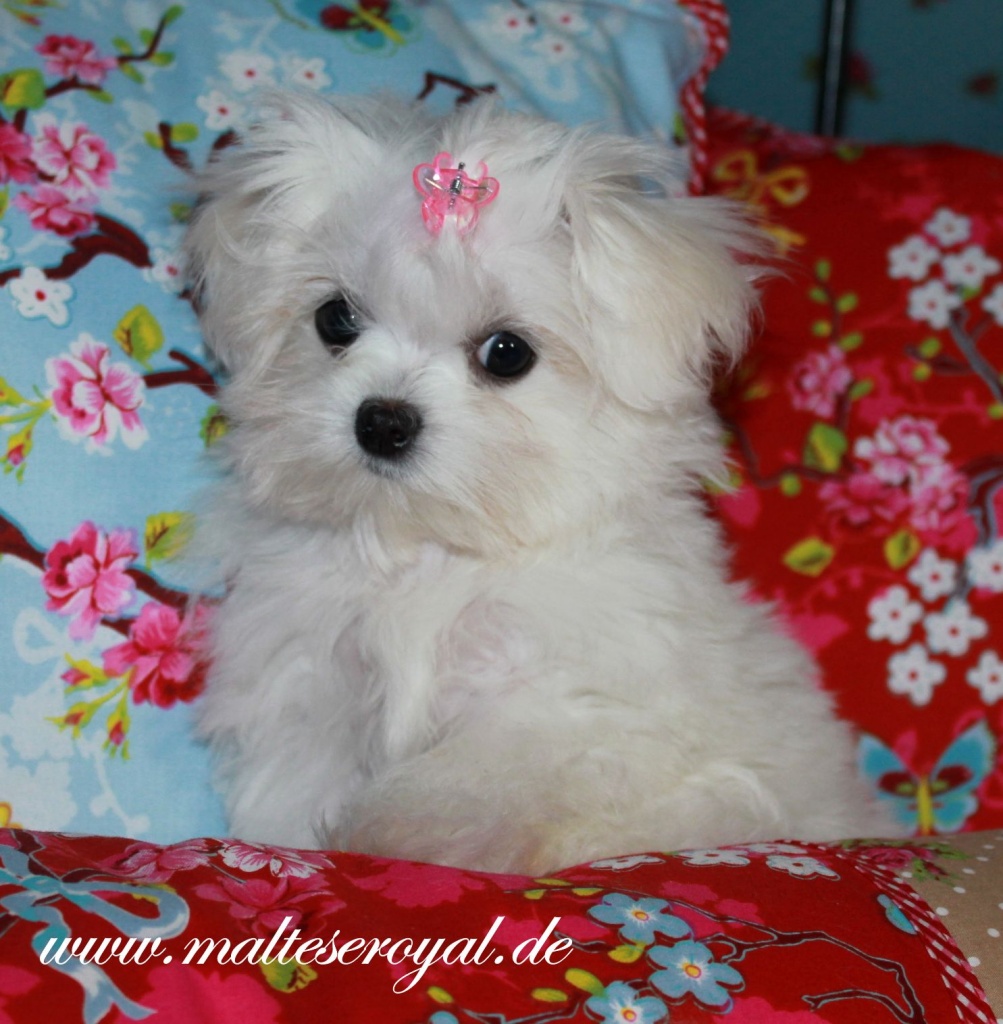 Malteser Welpen, Minimalteser und Teacup aus exclusiven amerikanisch/koreanische - Hunde - Dohr