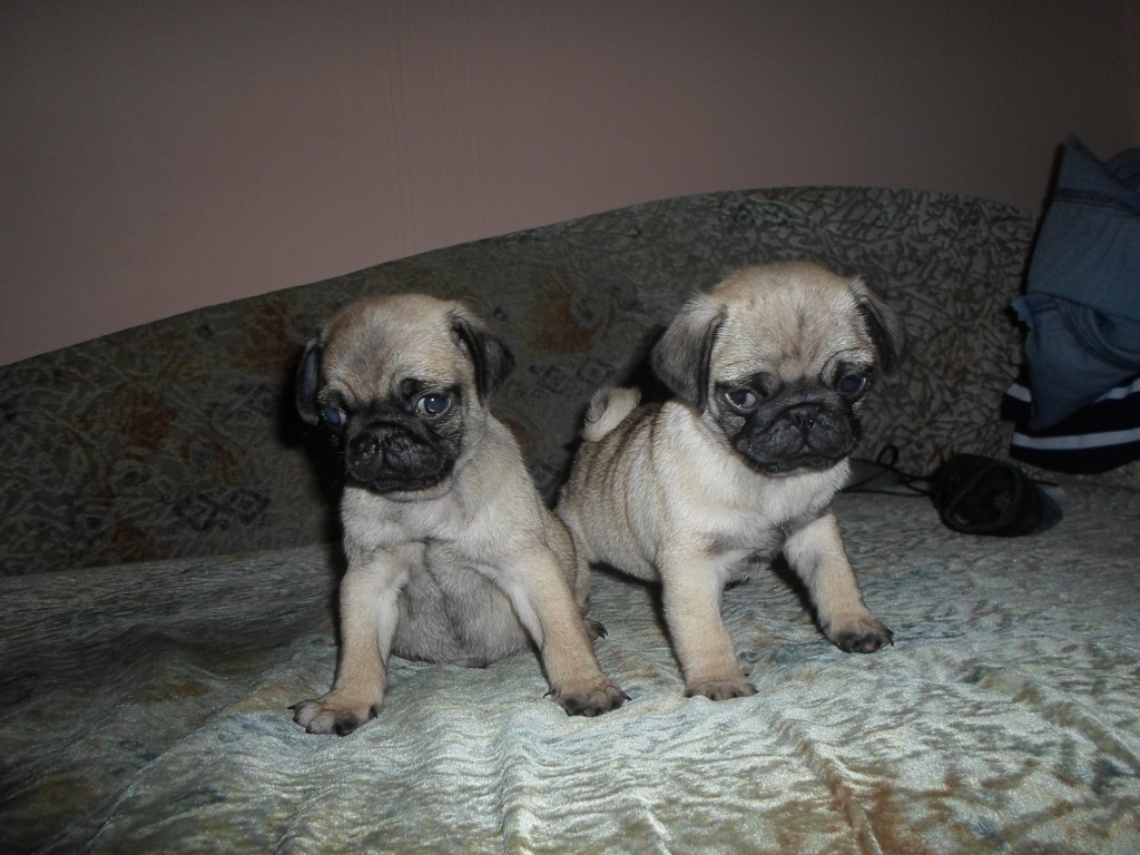 Mops welpen - Hunde - Wien