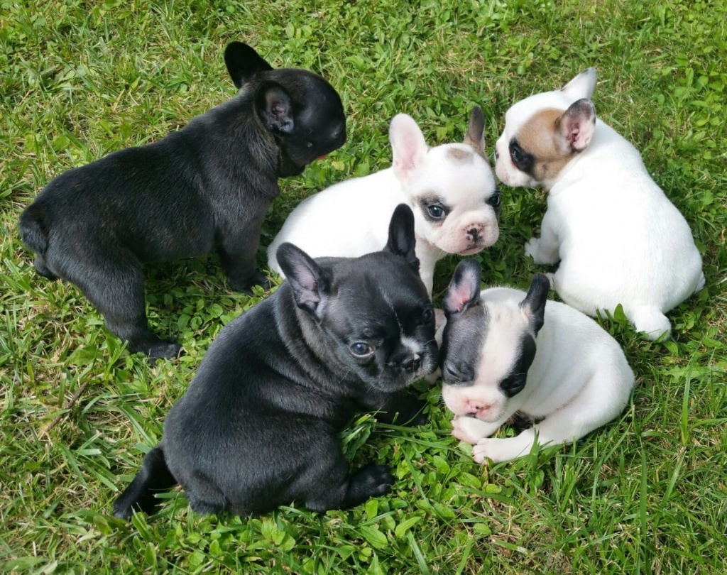 Französische Bulldoggen Welpen mit Papieren - Hunde - Kassel