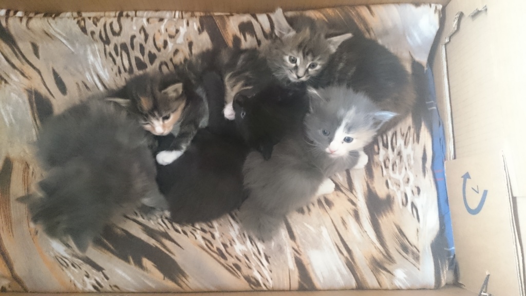 Waldkätzchen suchen liebevolles Zuhause - Katzen - Münster