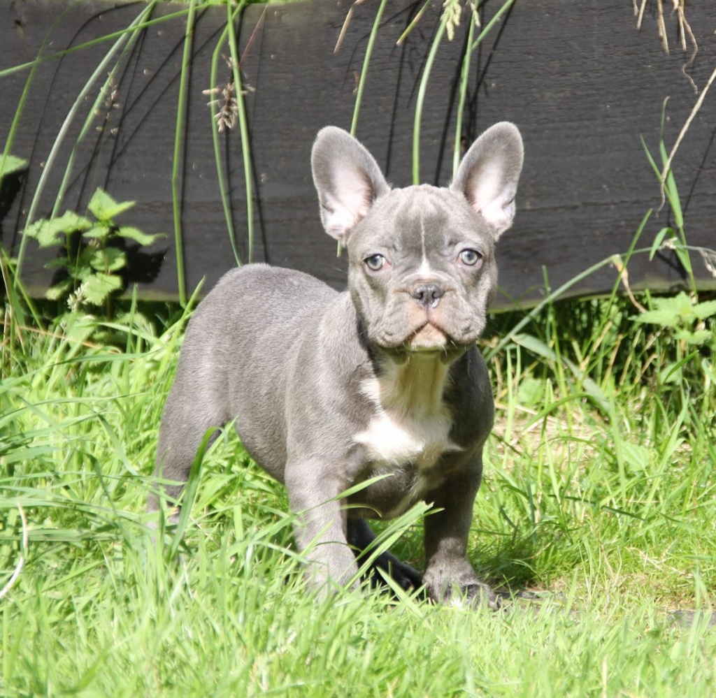 Französische Bulldogge Welpen, mit Papieren!! ( blau, blue-sable und blue-red-fa - Hunde - Mannheim