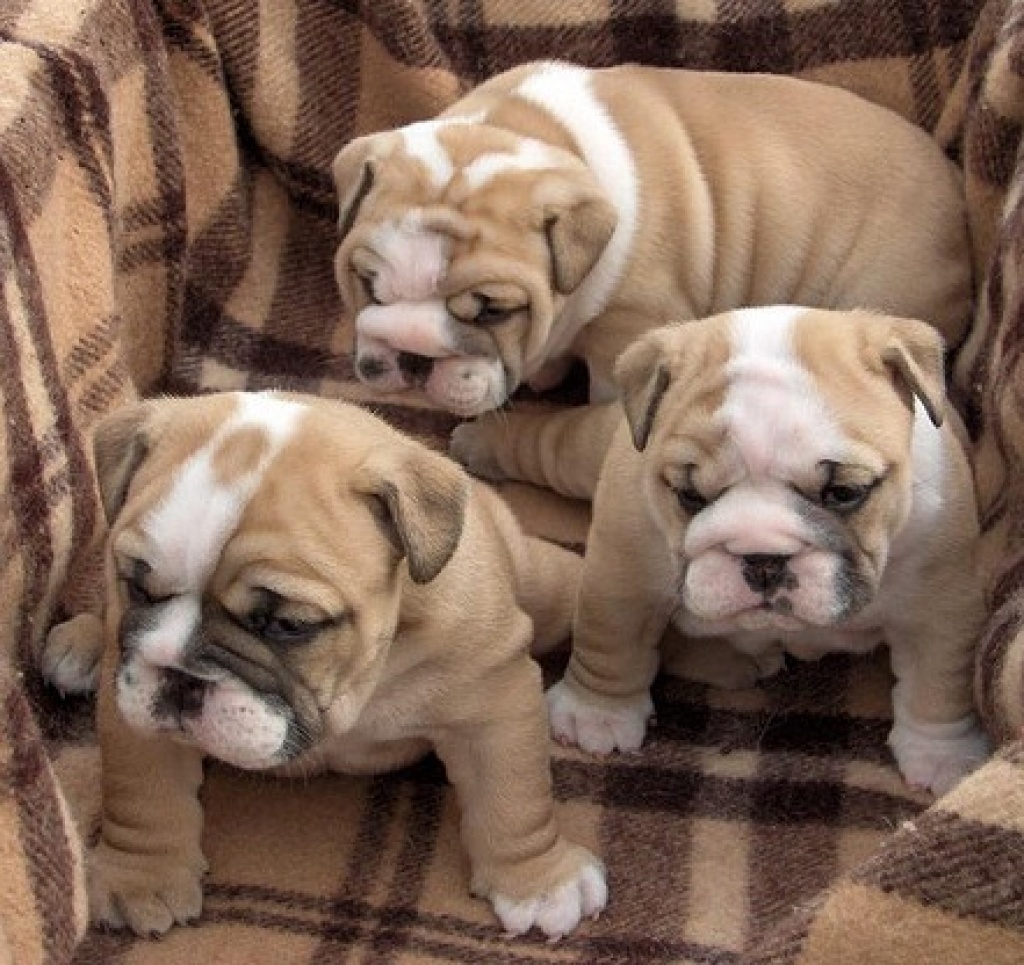 Reinrassig Englische Bulldoggen Welpen - Hunde - Osnabrück