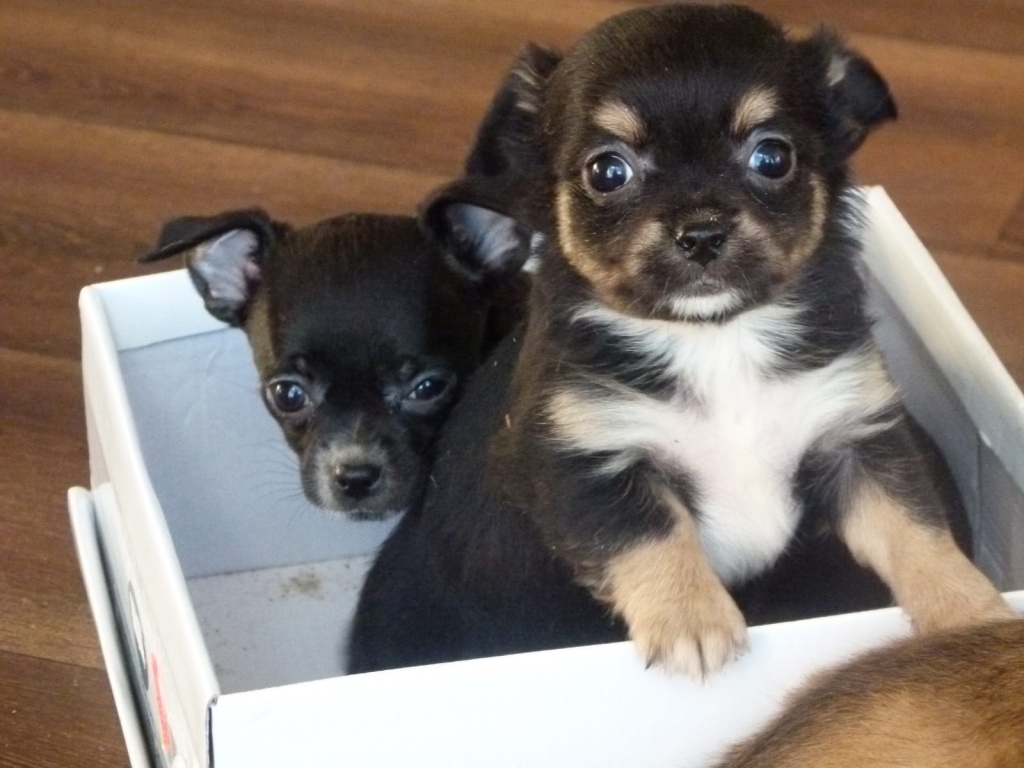 Süße Chihuahuawelpen suchen neues Traum-zu-Hause - Hunde - Stuttgart