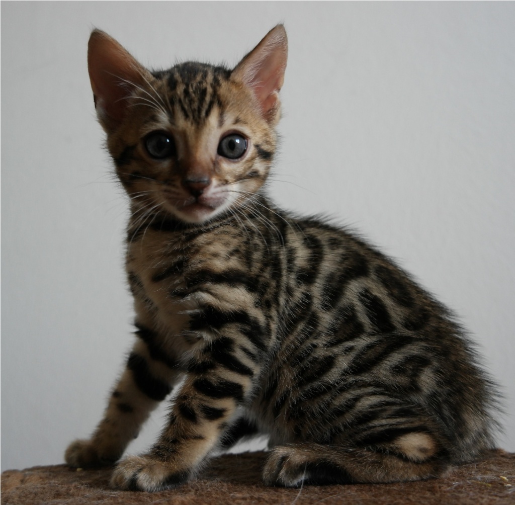 Bengal Kitten aus seriöser Zucht mit Stammbaum sind abgabebereit - Katzen - Karlsruhe