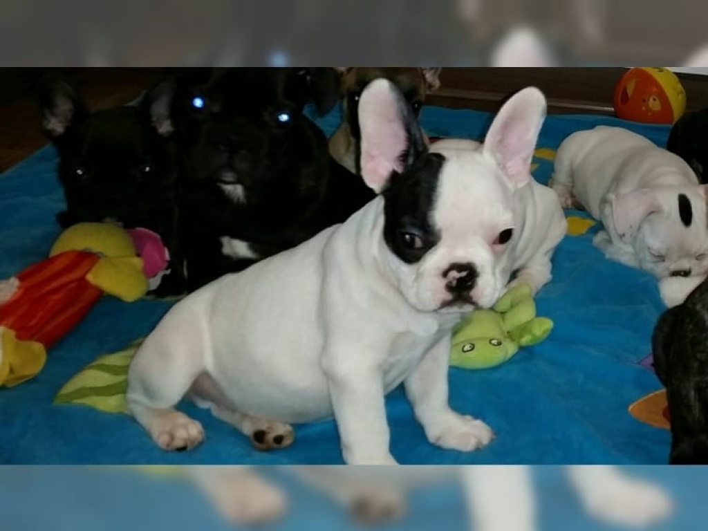 Französische Bulldoggenwelpen - Hunde - Berlin