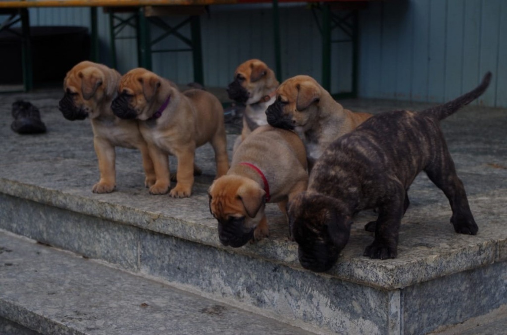 Reinrassige Bullmastiff - Welpen mit Ahnentafel - Hunde - Stuttgart