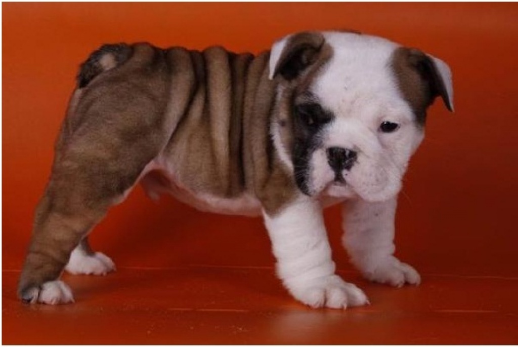 ENGLISCHE Bulldogge Welpen mit papieren - Hunde - Düsseldorf