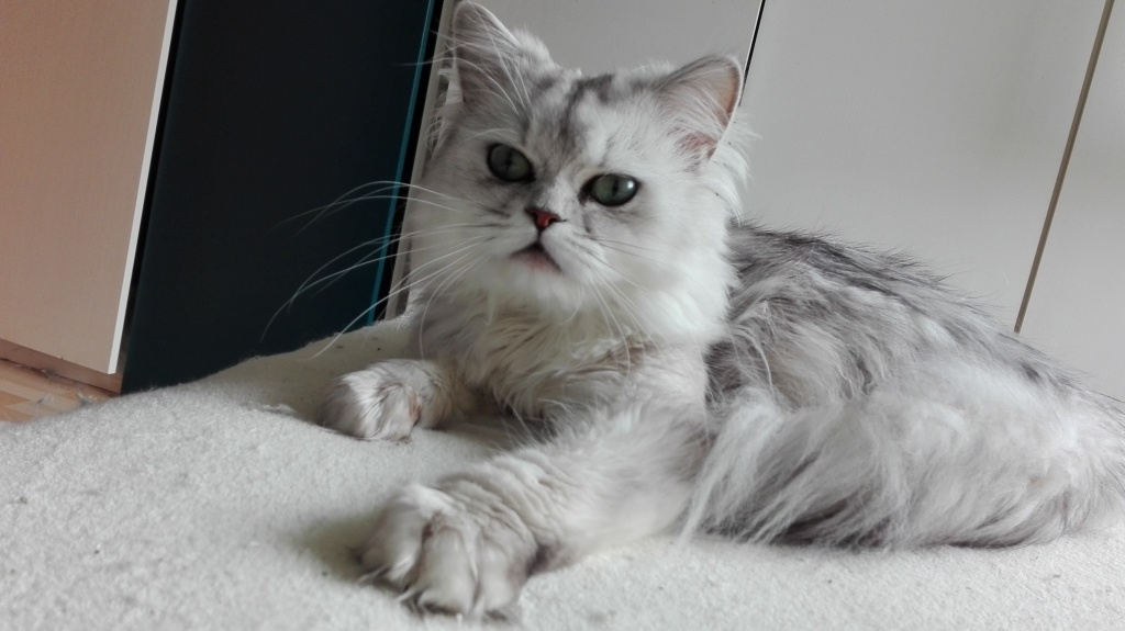 2 Perserkatzen 18 Monate männl. Chinchilla u. 8 Monate Blau weibl - Katzen - Leimen