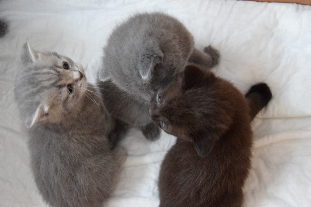 Reinrassige BKH Kitten mit Stammbaum BLUE / LILAC - Katzen - Hannover