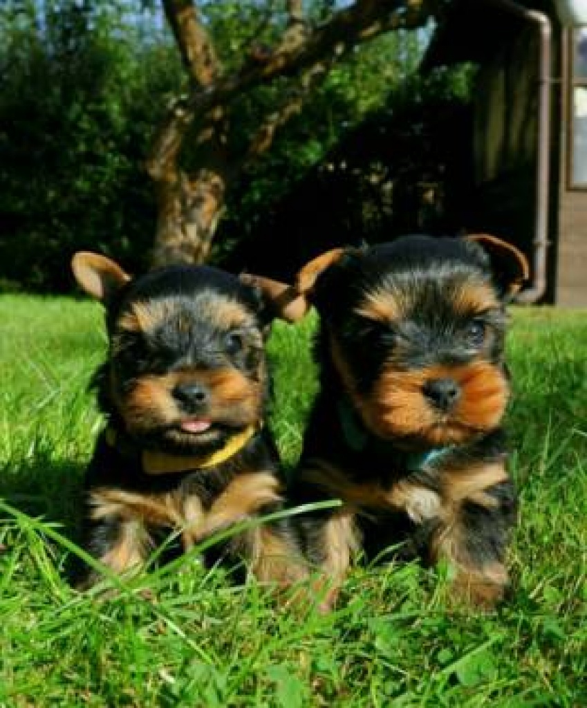 Yorkshire Terrier Welpen suchen ein Liebevolles Zuhause - Hunde - 57614 Wahlrod