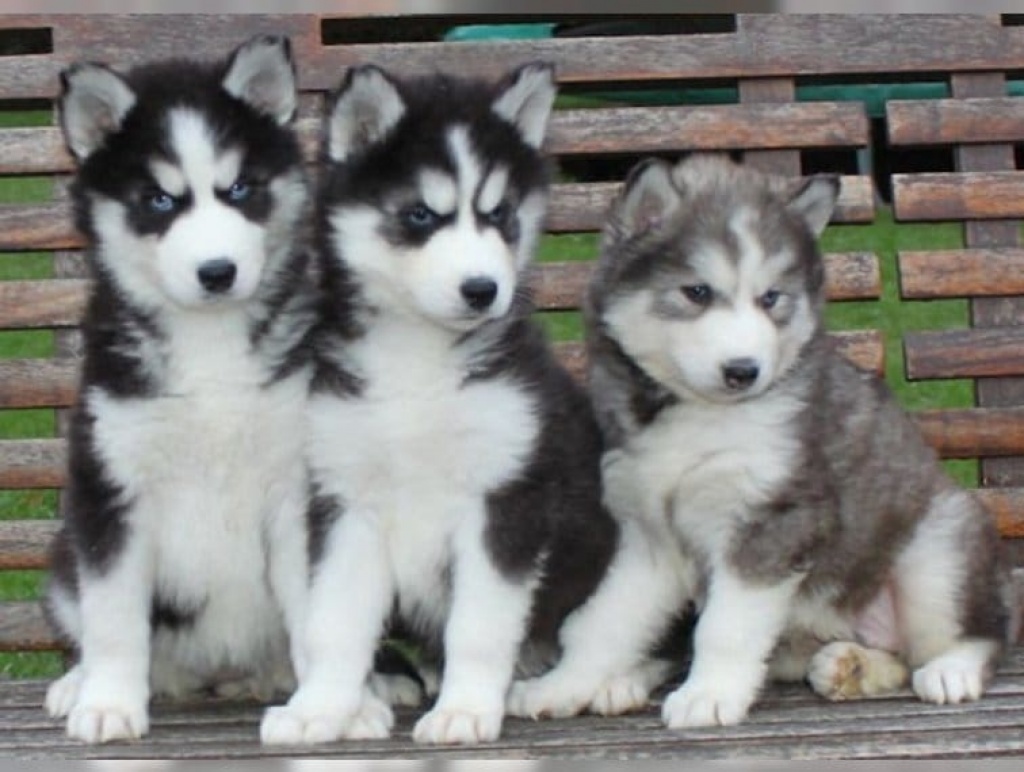 Sibirische Husky Welpen zu verkaufen - Hunde - Morges