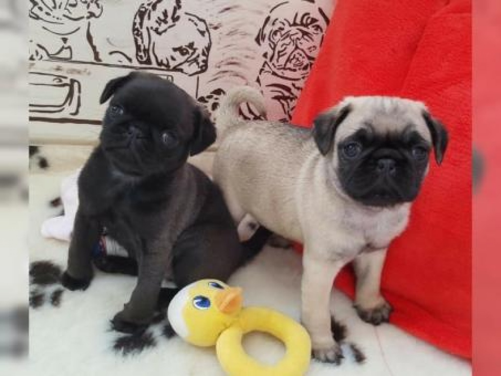 Perfekte Reinrassige Mops Welpen 10 Wochen Alt :-) - Hunde - Linz