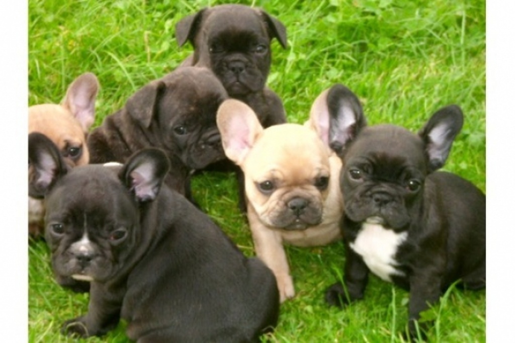 ++++Bildschöne- Französische -Bulldoggen++++ - Hunde - Erfurt