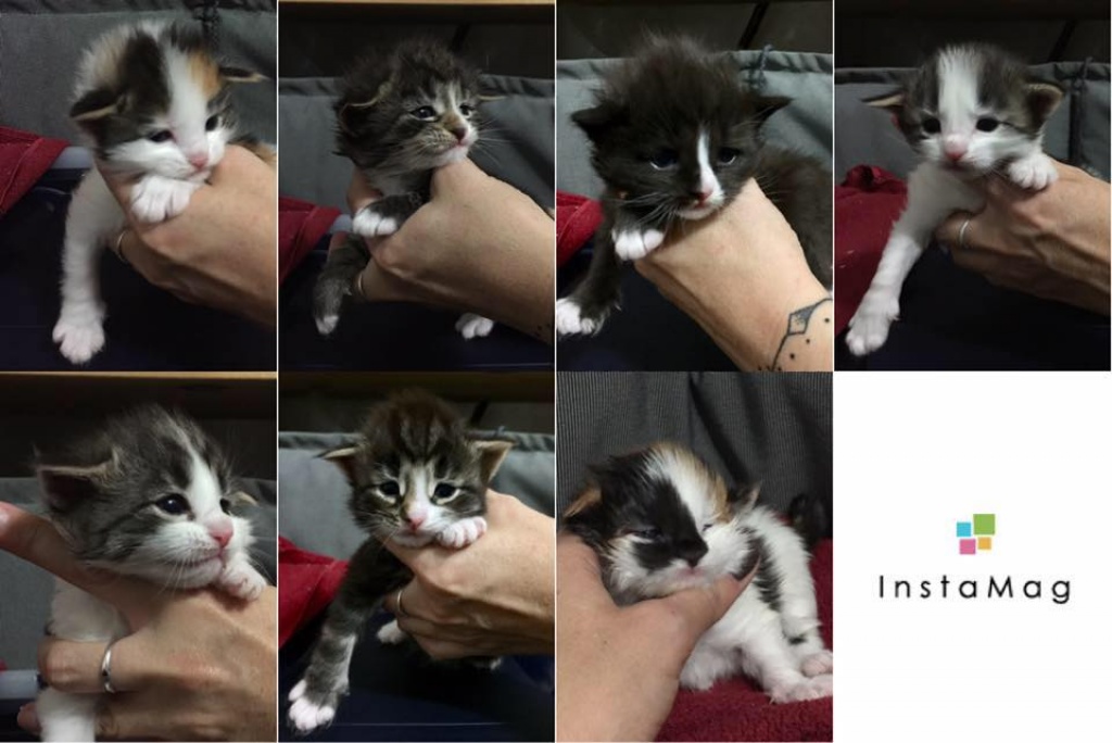 Norwegische Waldkatzen - Baby s - Kitten m.Stammbaum Pap. - - Katzen - Kiel
