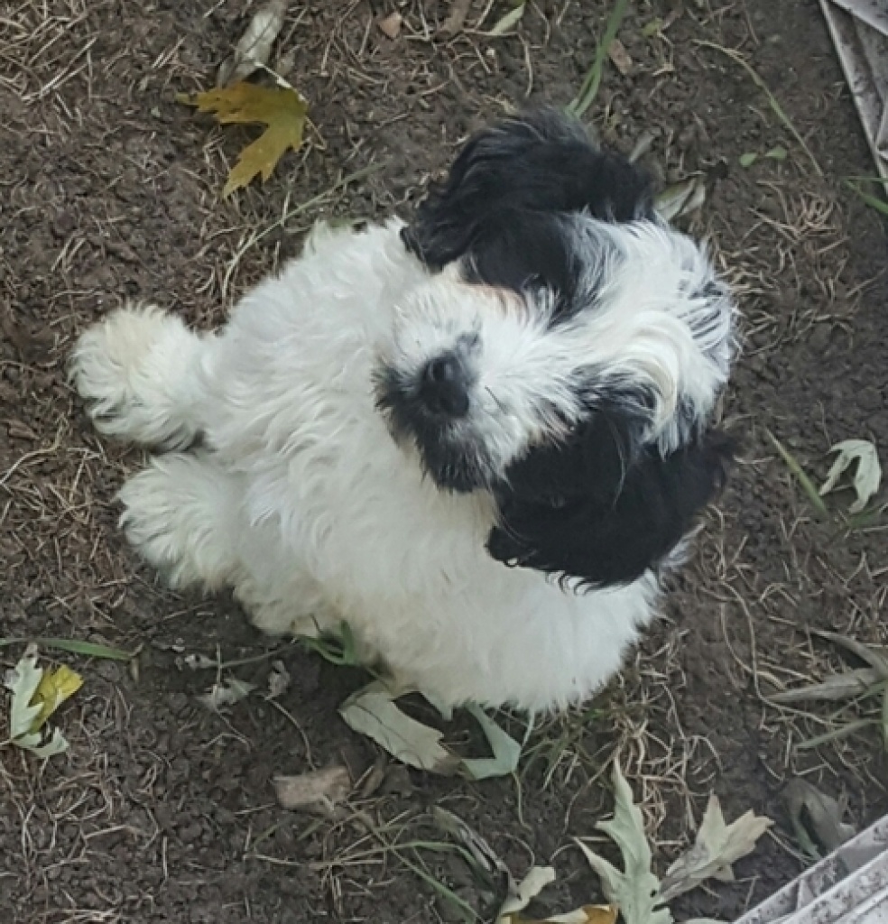 Tibet Terrier Welpen dürfen nun ausziehen - Hunde - München