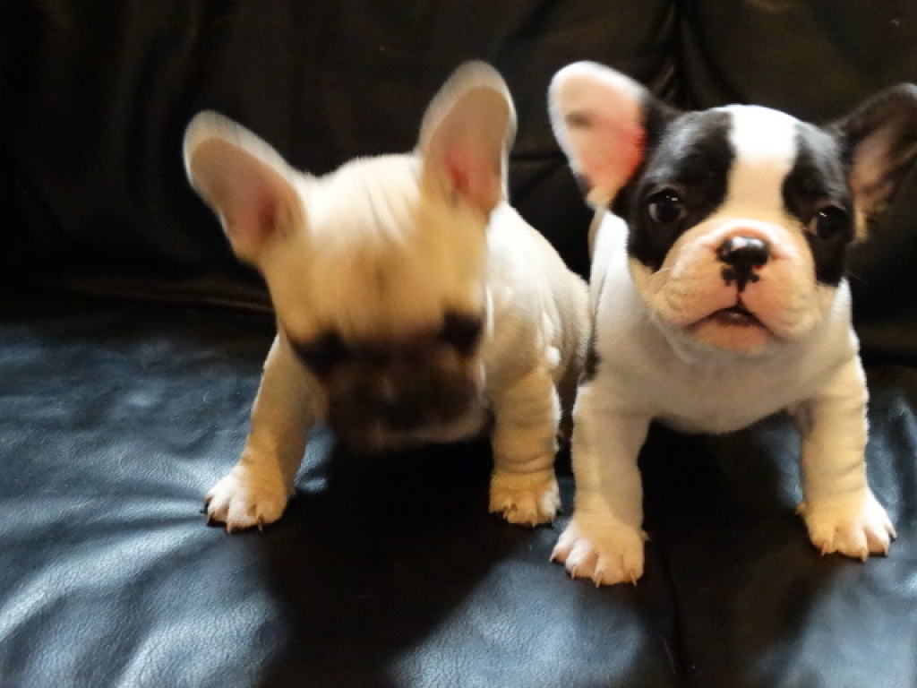 Französische Bulldoggen Welpen - Hunde - Salzburg