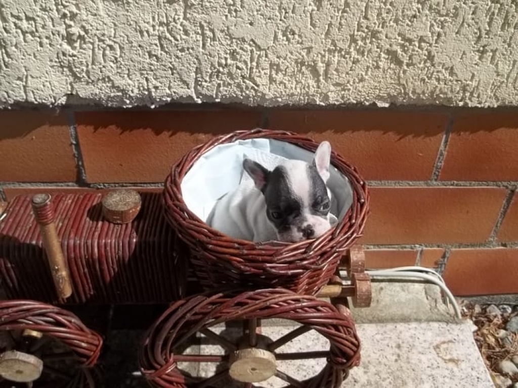 Wünderschöne Französische Bulldoggen mit Papieren!! in traumhaft schönen Farben - Hunde - Bremen