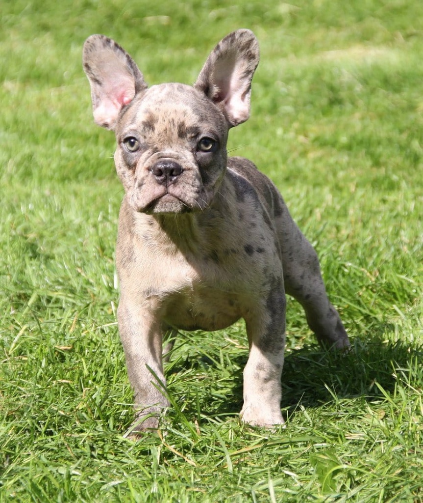Weihnachten Französische Bulldoggen Welpen in Blau und Blaufawn - Hunde - Göttingen