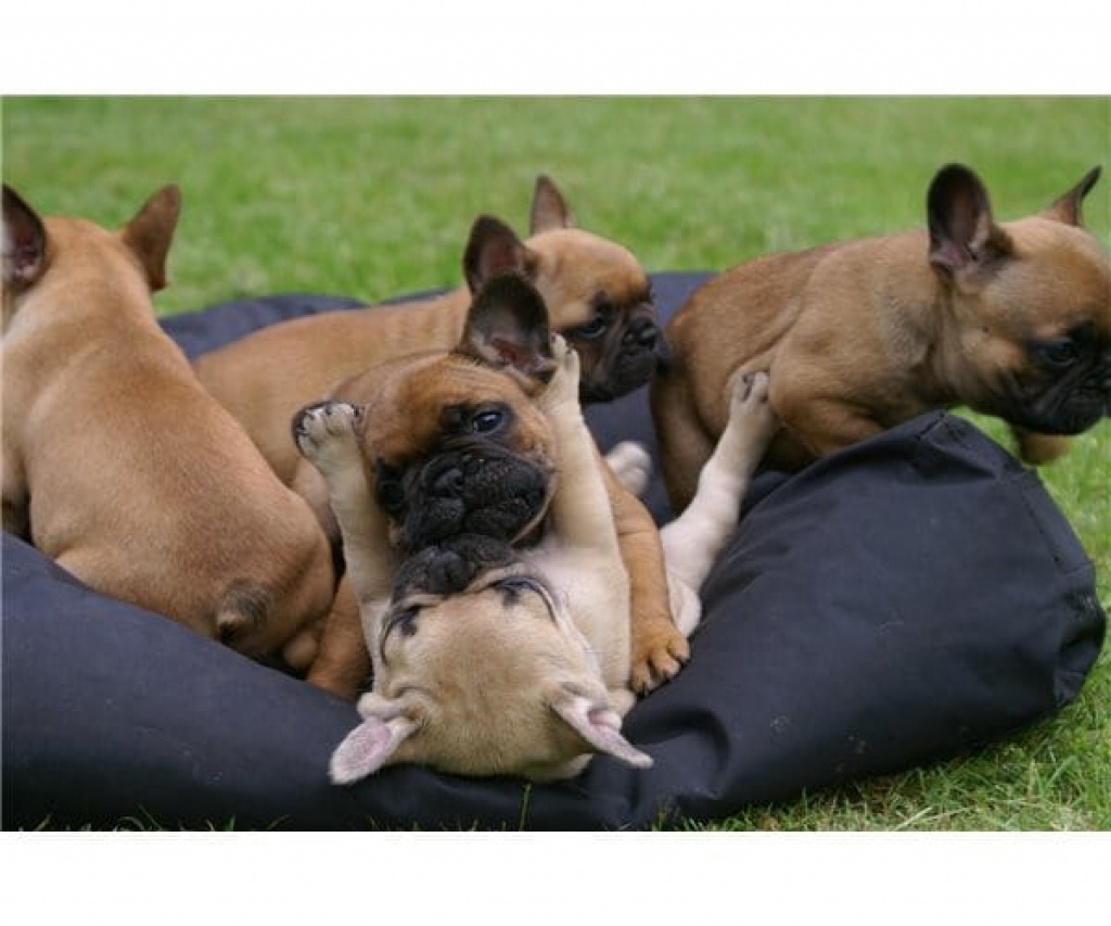 Wir haben süße Französische Bulldoggen Welpen zu verkaufen mit Ahnentafel - Hunde - Pulheim