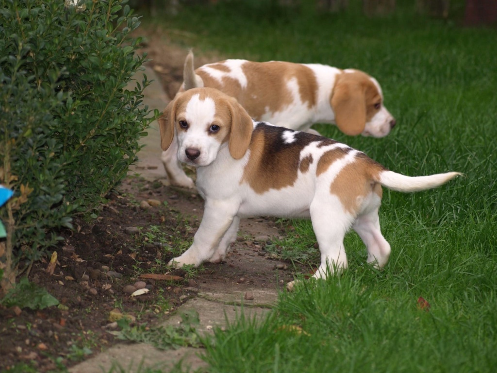 Weihnachten Reinrassige Beaglewelpen tricolor und bicolor suchen ein neues Zuhau - Hunde - Heilbronn
