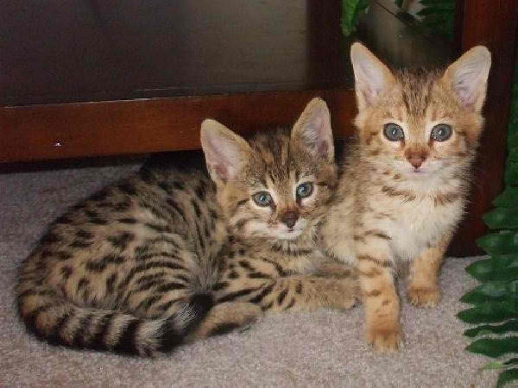 2 süße reinrassige Bengal-Kätzchen zum Umzug bereit.. - Katzen - Lugano