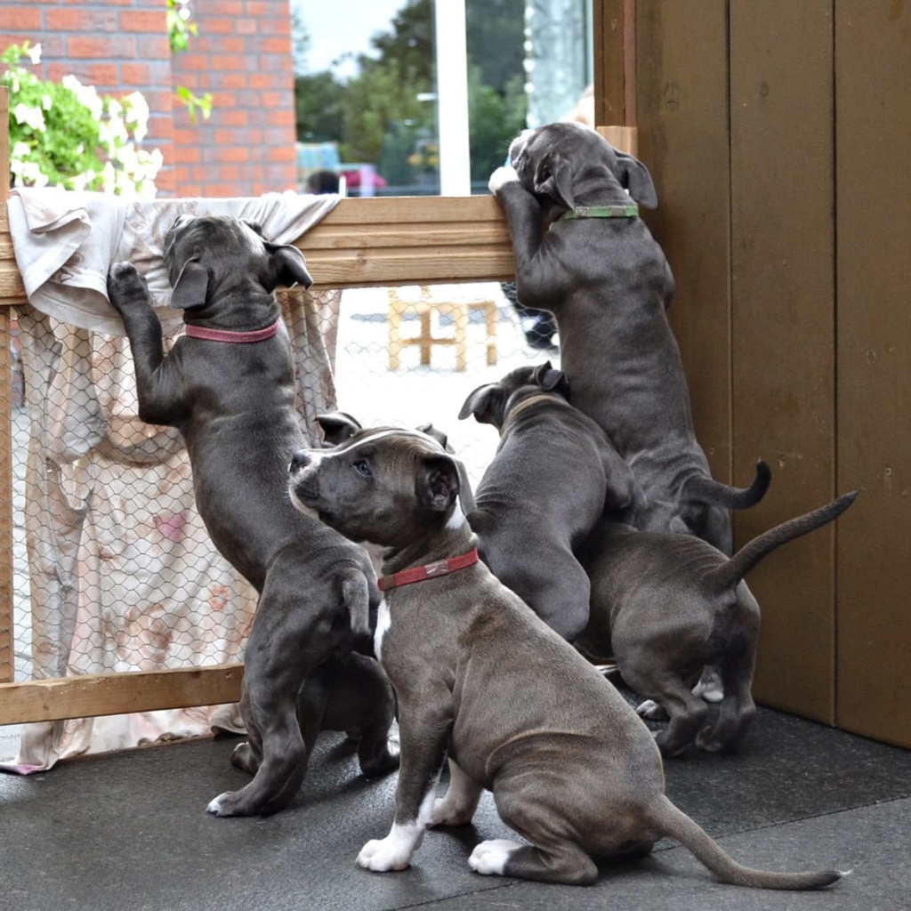 Weihnachten American Staffordshire welpen Weibchen und Rüden - Hunde - Karlsruhe