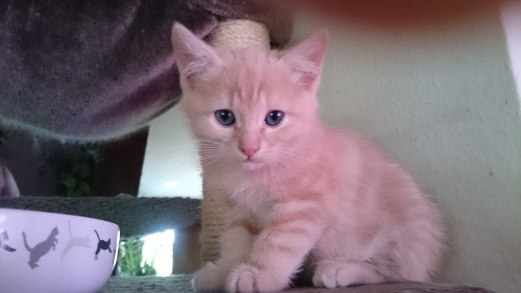1 Heilige Birma-Mix Kitten sucht noch ein Zuhause - Katzen - Wertheim