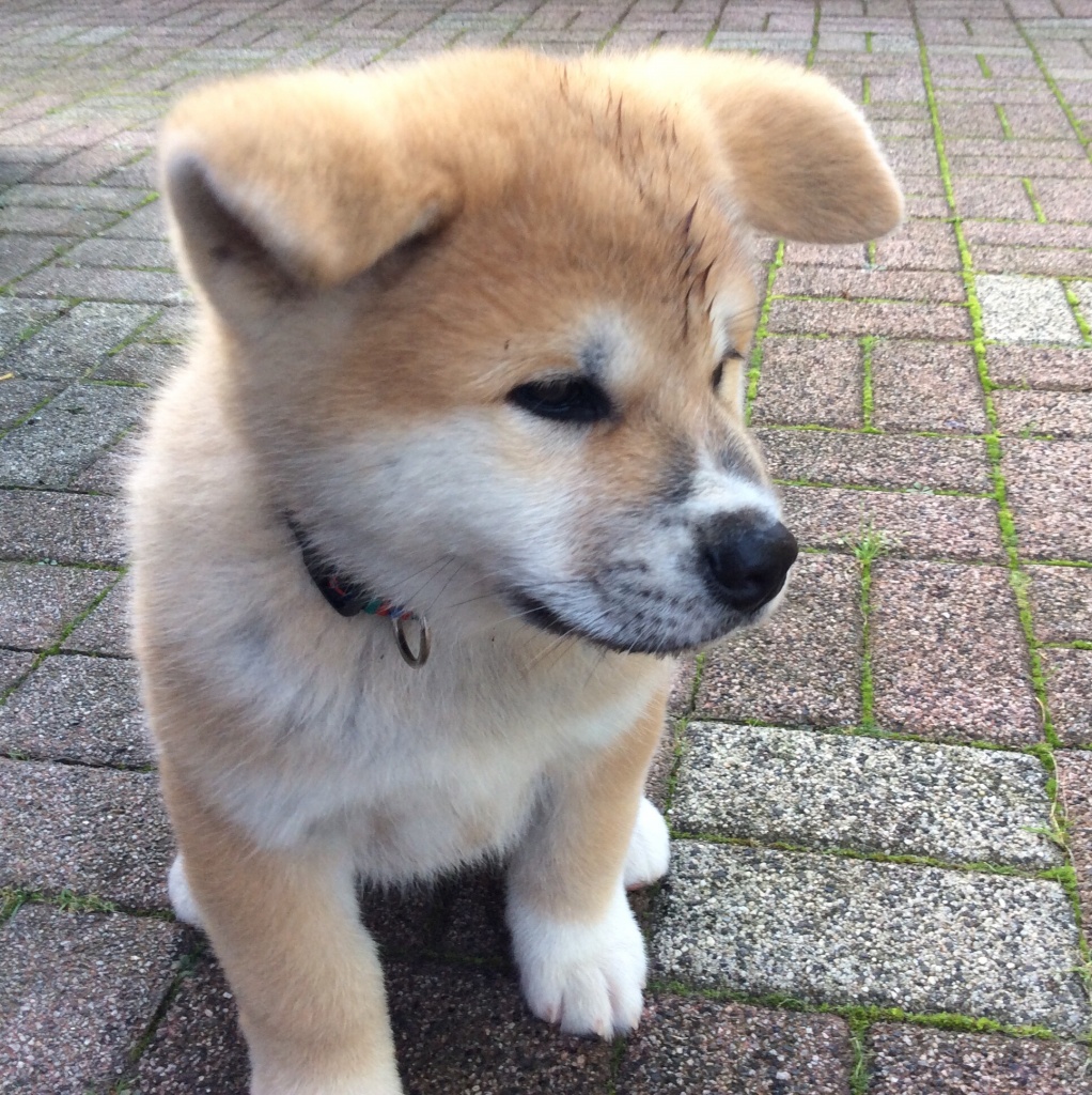 Reinrassige Akita Inu Welpen - Hunde - Frankfurt am Main