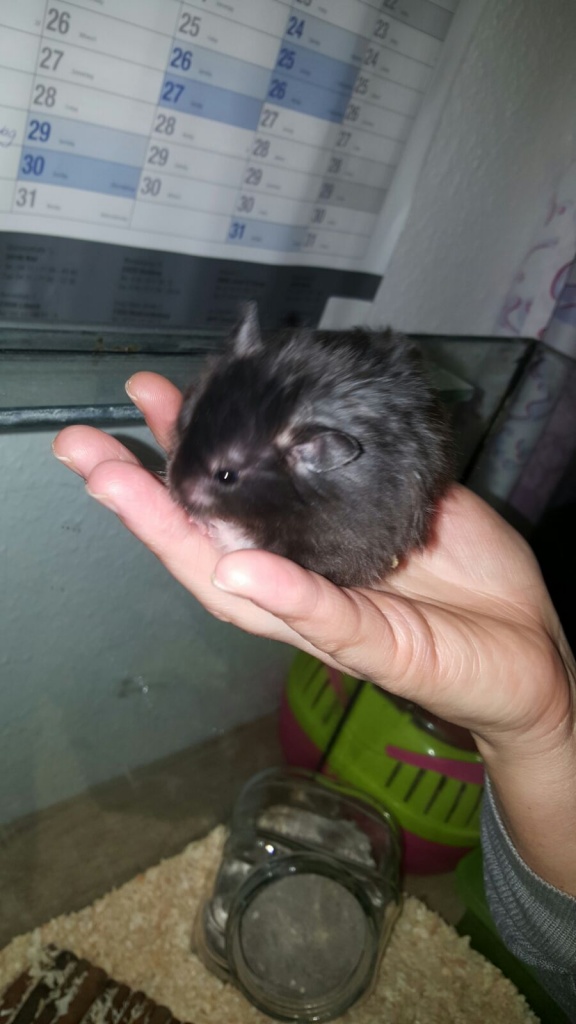 Teddyhamsterkinder aus liebevoller Hobbyzucht - Nagetiere - Nürnberg