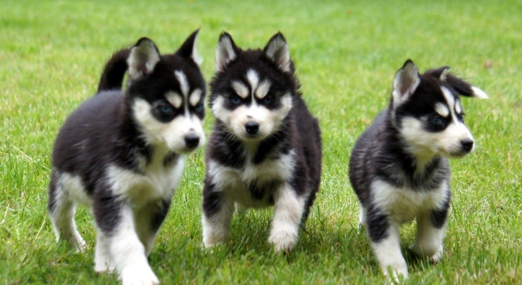 Weihnachten Reinrassige Siberian Husky Welpen mit blaue Augen - Hunde - Stuttgart