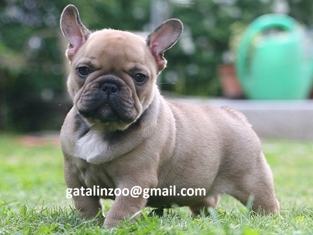 Französische Bulldogge--Welpen-Abholbereit Whatsapp +971588303943 - Hunde - Wien