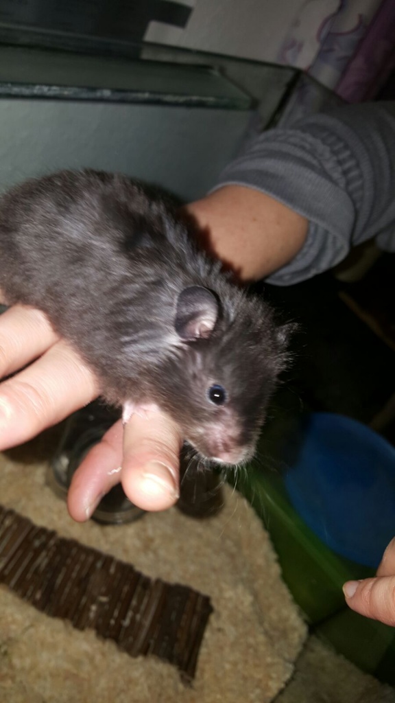 Junge Teddyhamster aus liebevoller Hobbyzucht - Nagetiere - Nürnberg