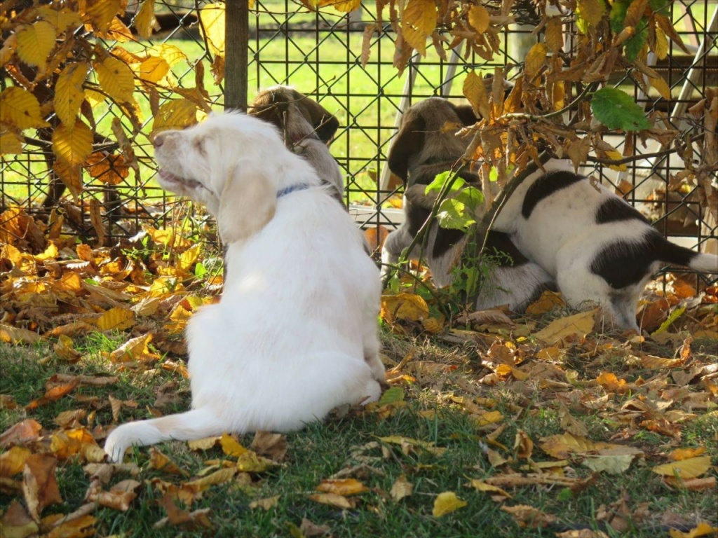 Spinone Italiano - Welpen - Hunde - St. Margarethen