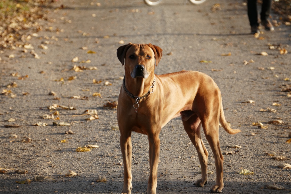 Rhodesian Ridgeback Deckrüde, kein Verkauf - Hunde - Groß Pankow