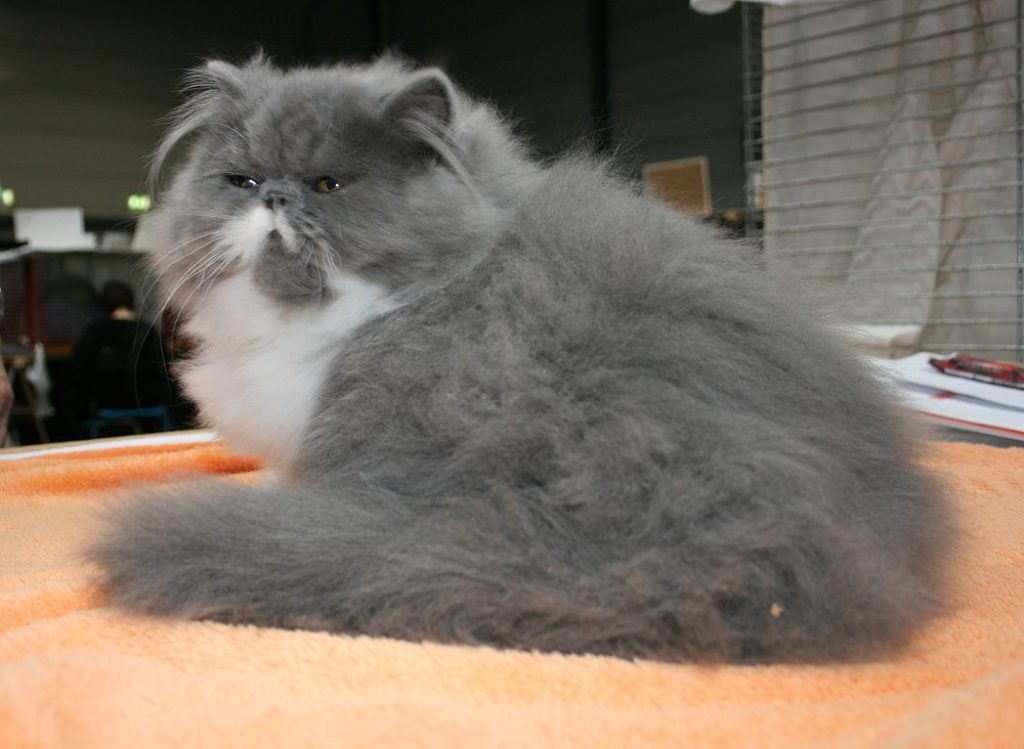 Blue-white perserkaterchen - Katzen - Weißenfels