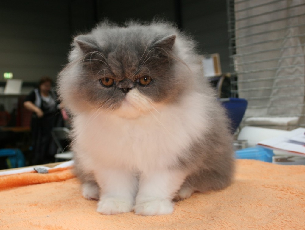 Perserkaterchen - Katzen - Weißenfels