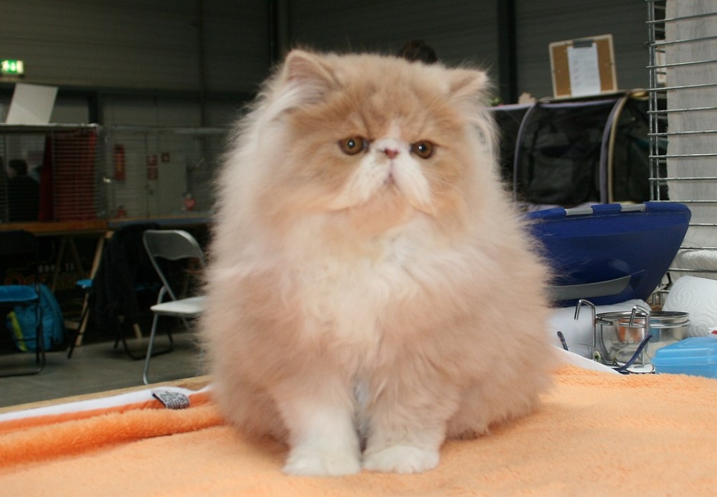 Cream-whiter Perserkater - Katzen - Weißenfels