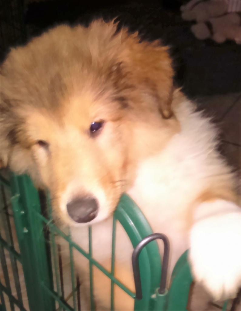 Colliewelpe Aika (Hündin, VDH Papiere) sucht liebes Zuhause - Hunde - Reichshof