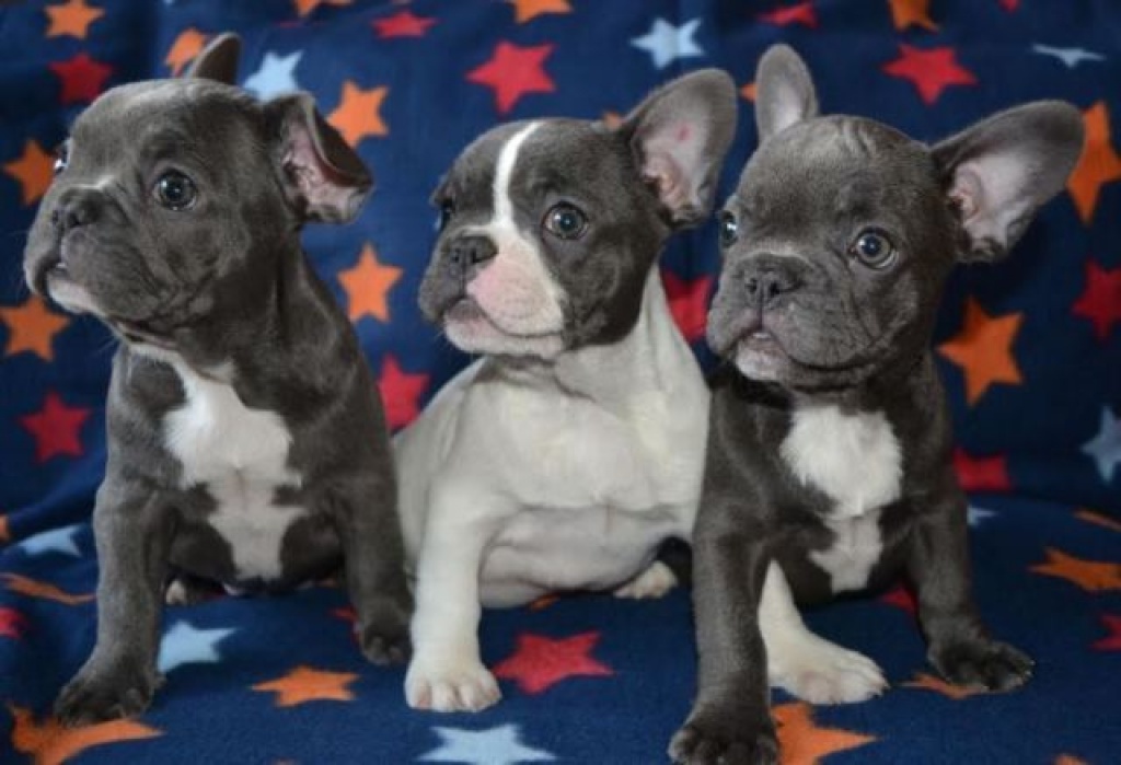 FRANZÖSISCHE BULLDOGGEN WELPEN GECHIPT,ENTWURMT&GEIMPFT - Hunde - Neckarsulm