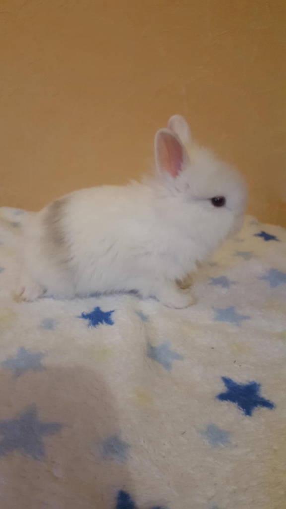 Löwenköpfchen Babys suchen Zuhause - Nagetiere - Karben